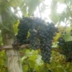 brandywine valley wine trail
